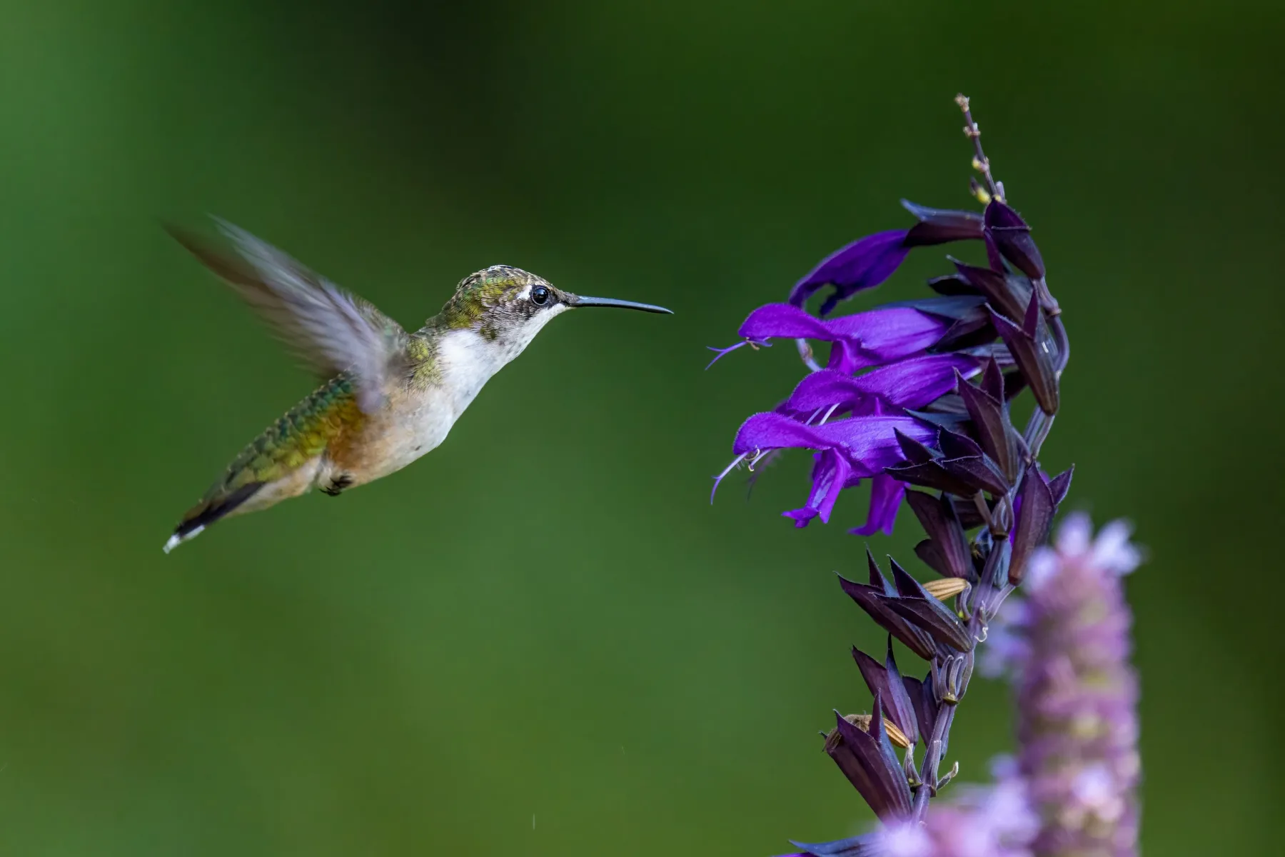 Ein Kolibri im Flug vor grünem Hintergrund, rechts lila Blüten